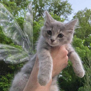 Meet your Posher, Thedoge1244